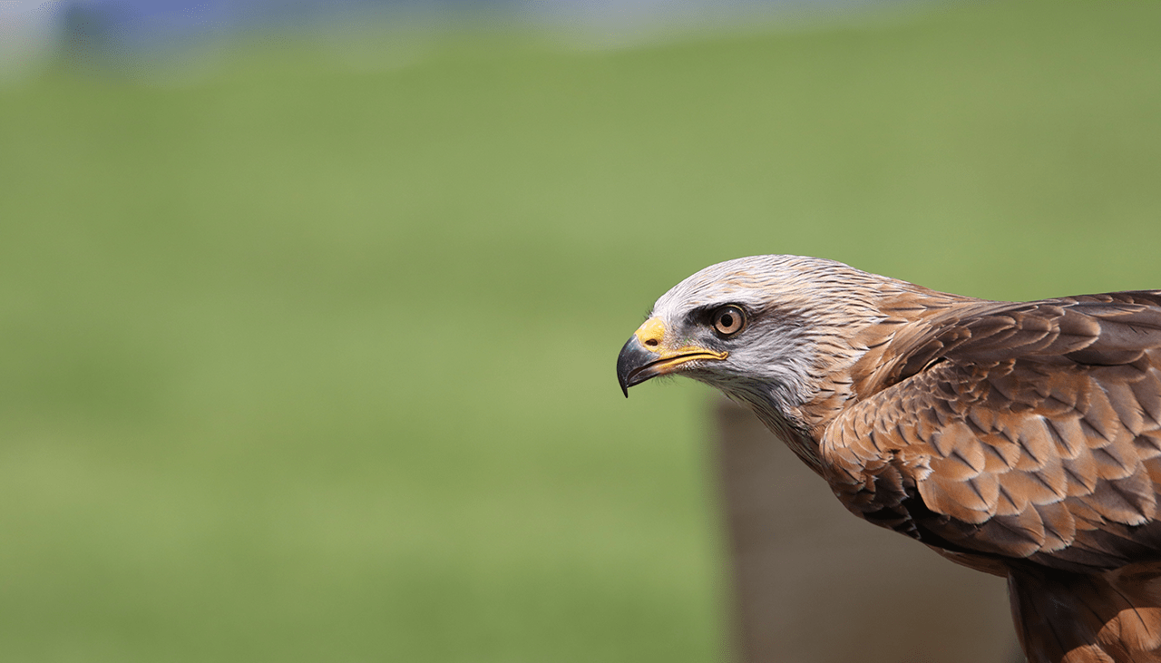 <strong>The Science of Hunting: Exploring the Physiology and Psychology of the Hunt</strong>